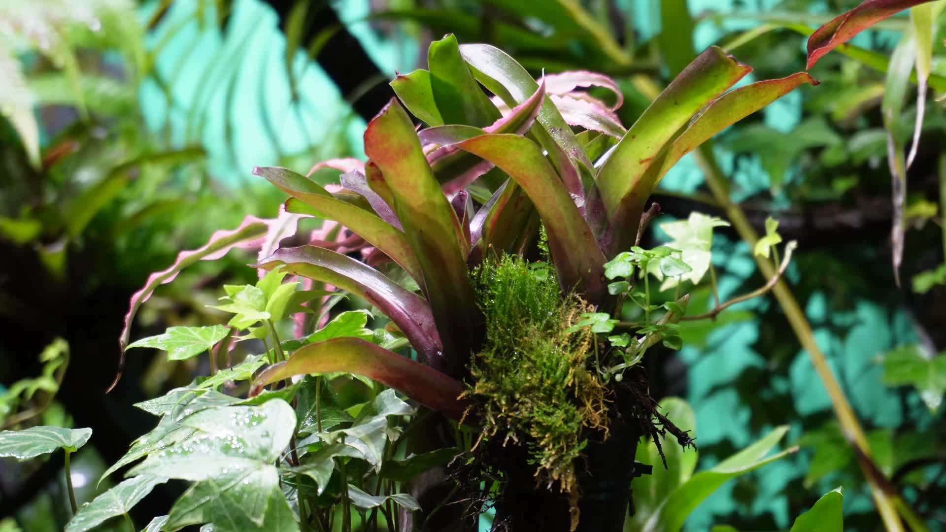 雨林缸造景热带植物观赏视频的预览图