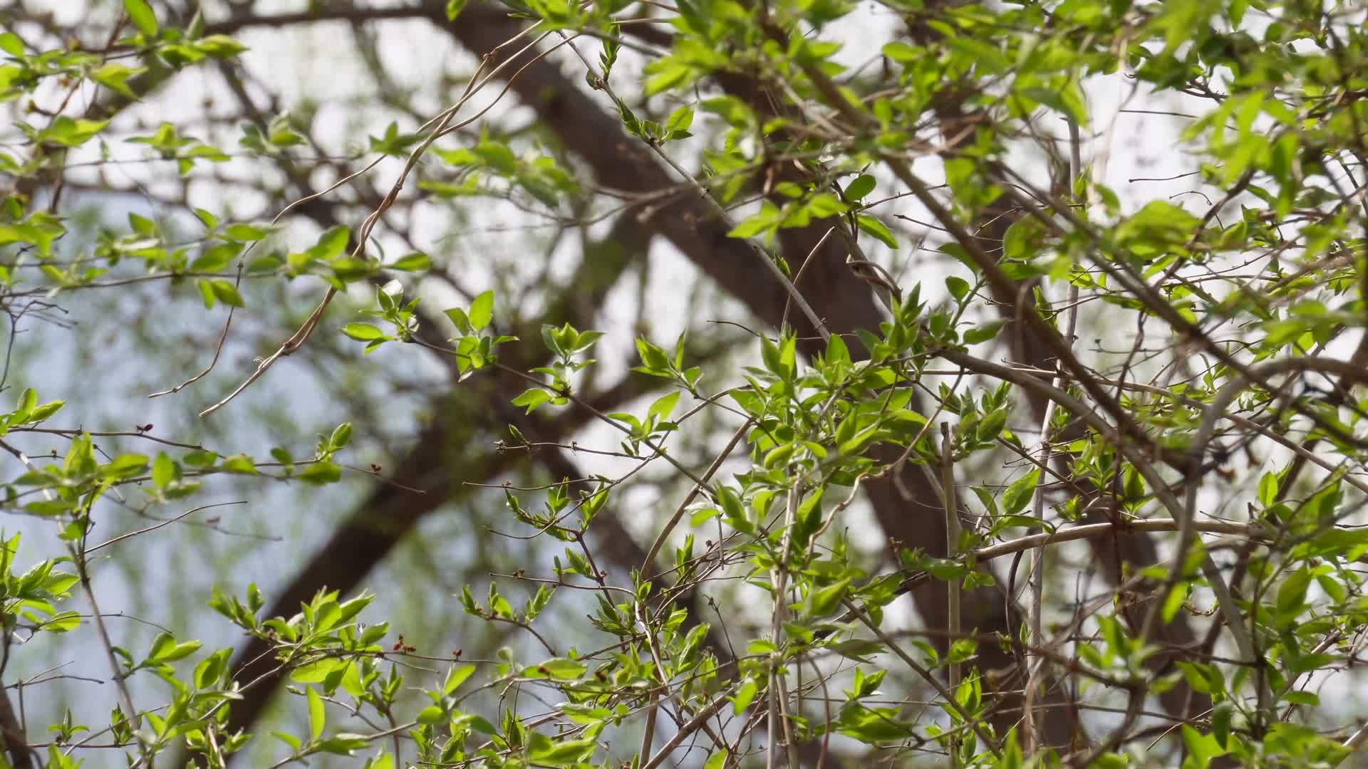 长出嫩芽树叶的树枝树木视频的预览图