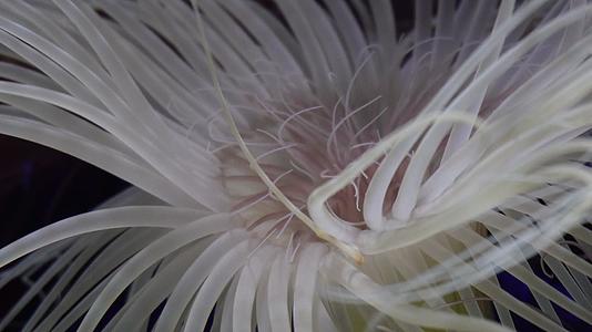 长长的触手海葵珊瑚海洋生物视频的预览图