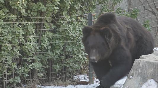 棕熊黑熊狗熊野生动物保护动物视频的预览图