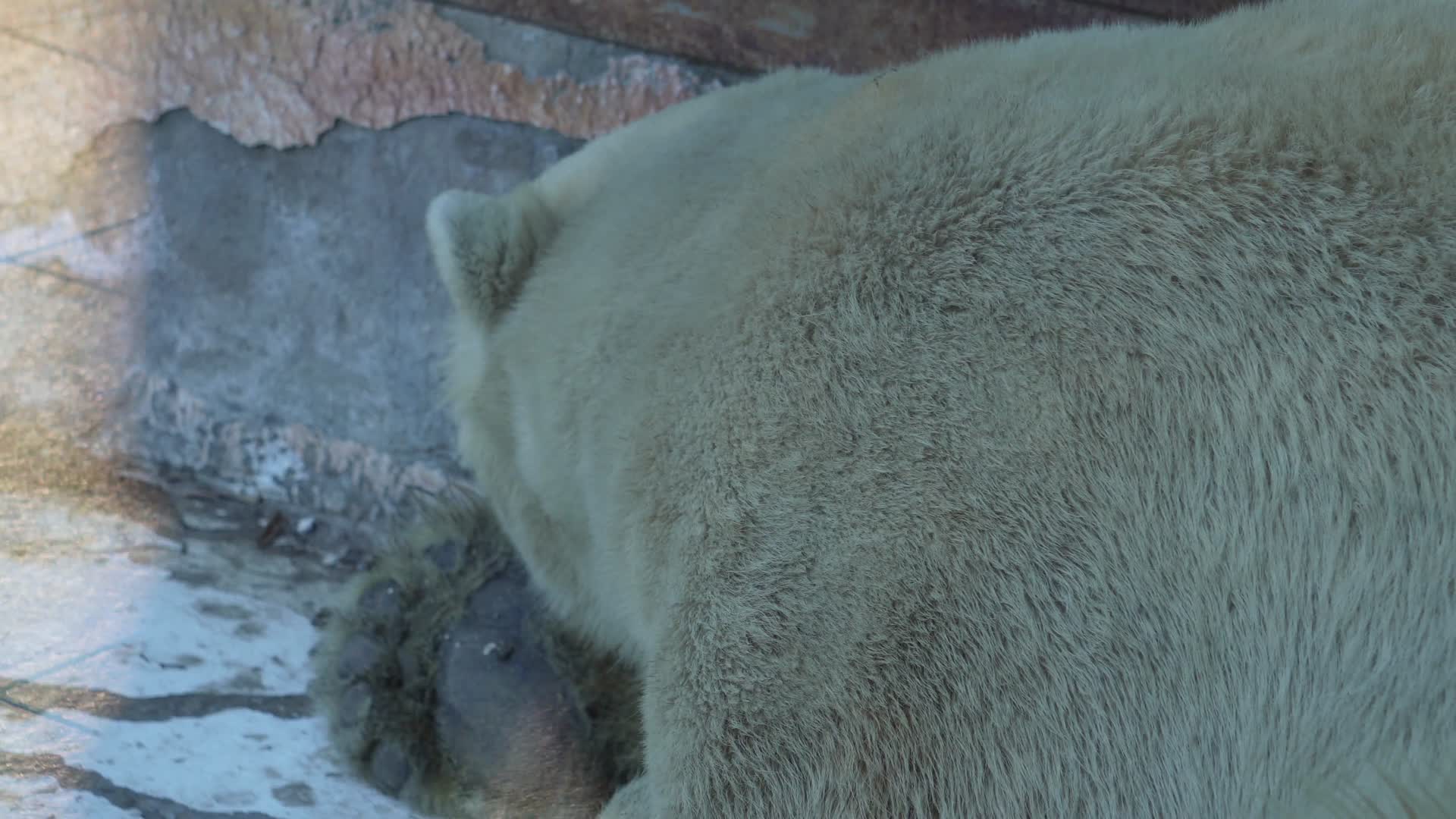 棕熊黑熊狗熊野生动物保护动物视频的预览图