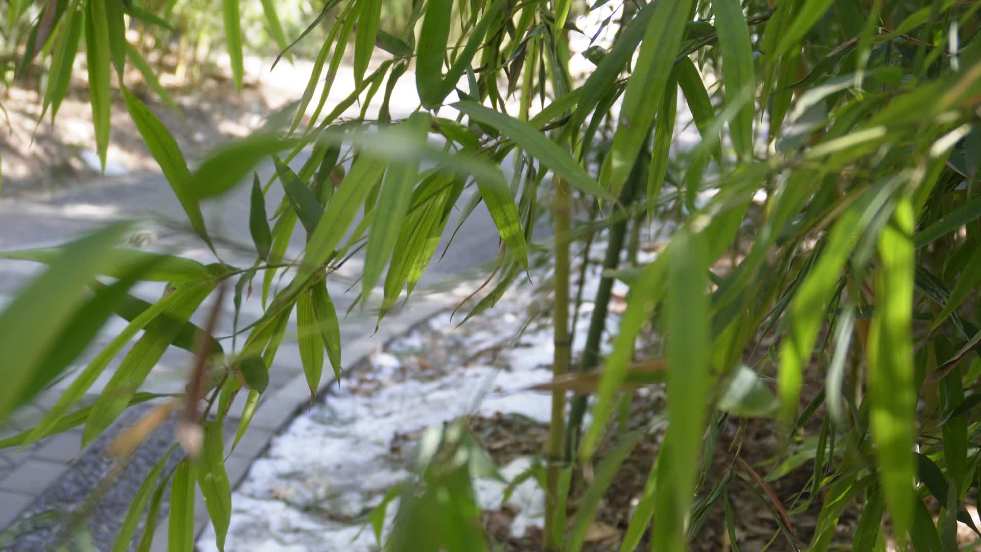 竹子竹林竹叶绿叶绿竹君子竹紫竹院视频的预览图