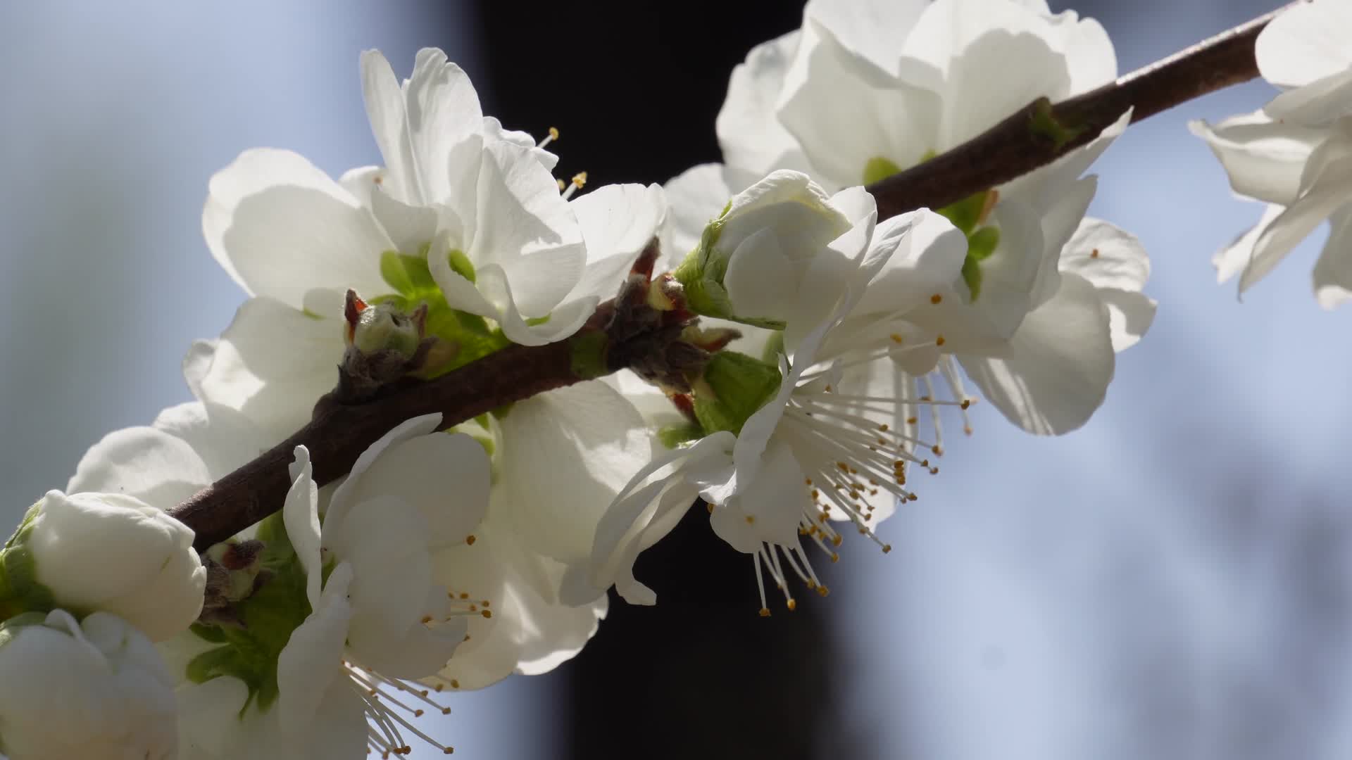 植物开花鲜花白色桃花花朵花蕊视频的预览图