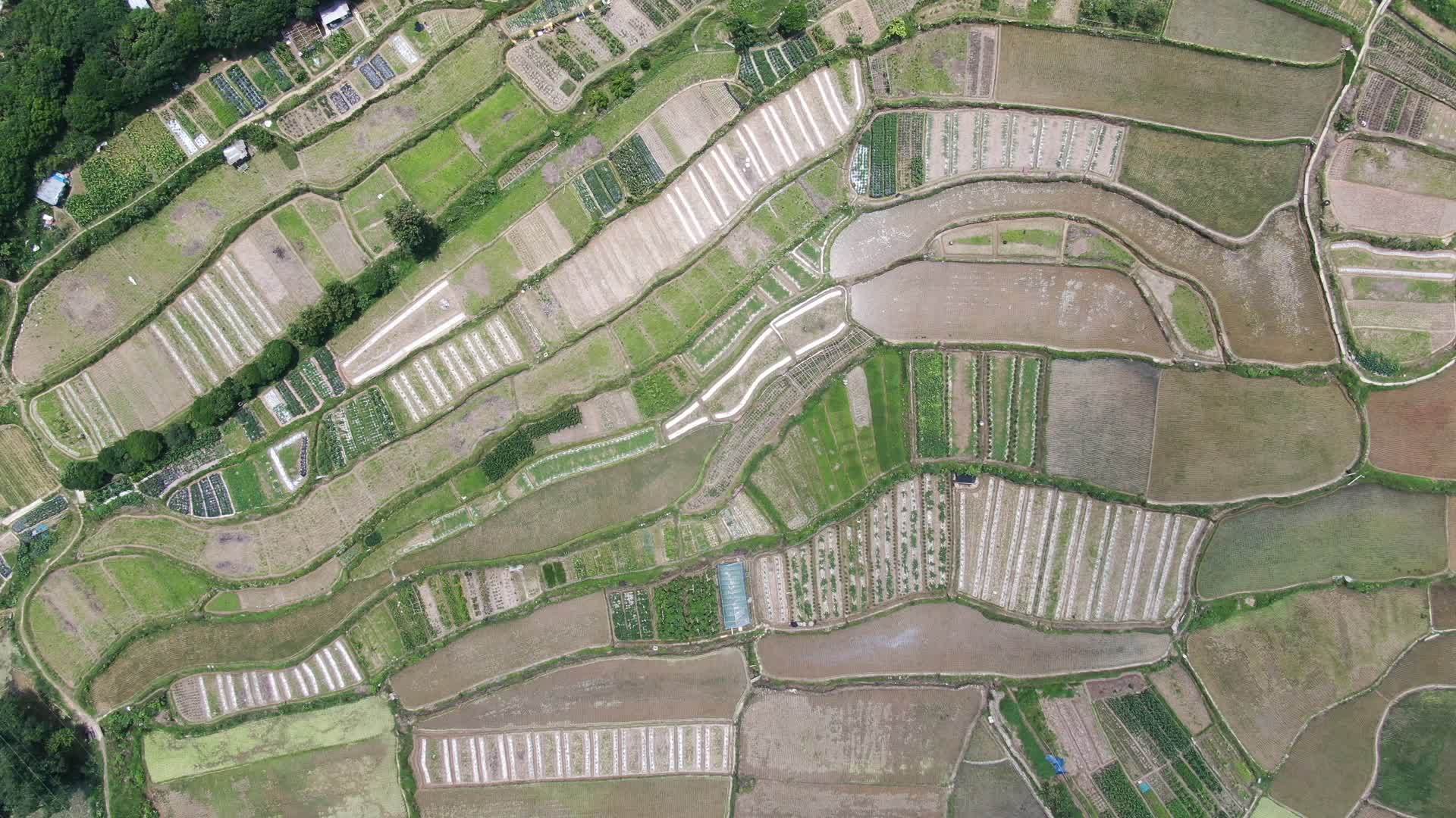 水稻种植农田农业航拍视频的预览图