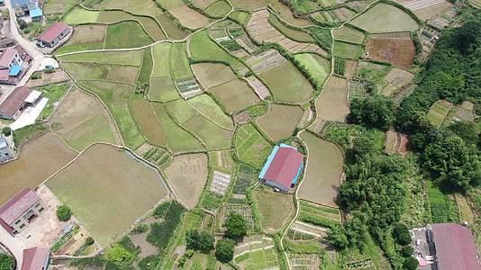 水稻大棚种植农田农业航拍视频的预览图
