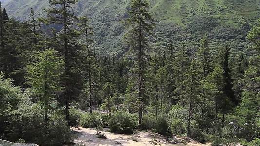 九寨沟树林风景空镜视频的预览图