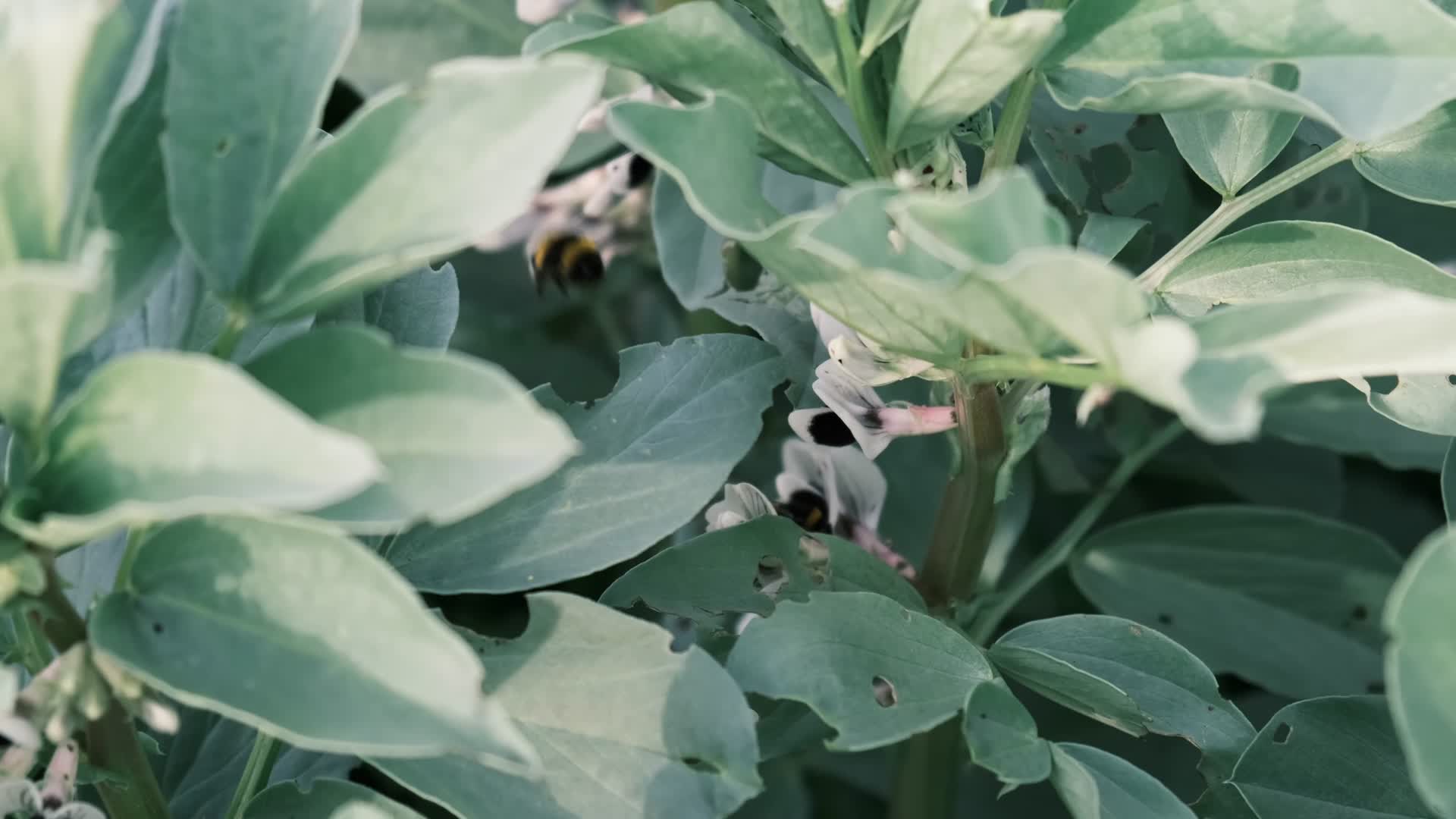 菜园各种农作物秧苗视频的预览图