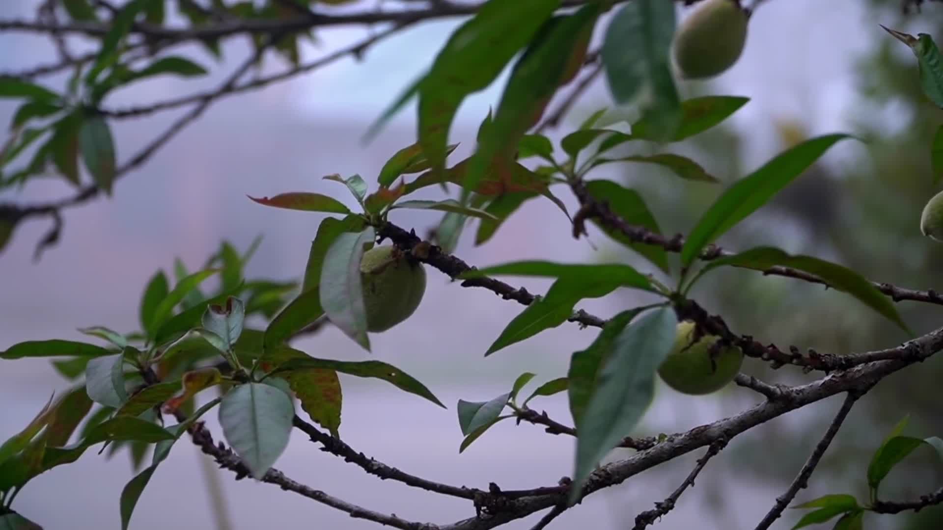 山上野外各类植物花卉野果果实视频的预览图