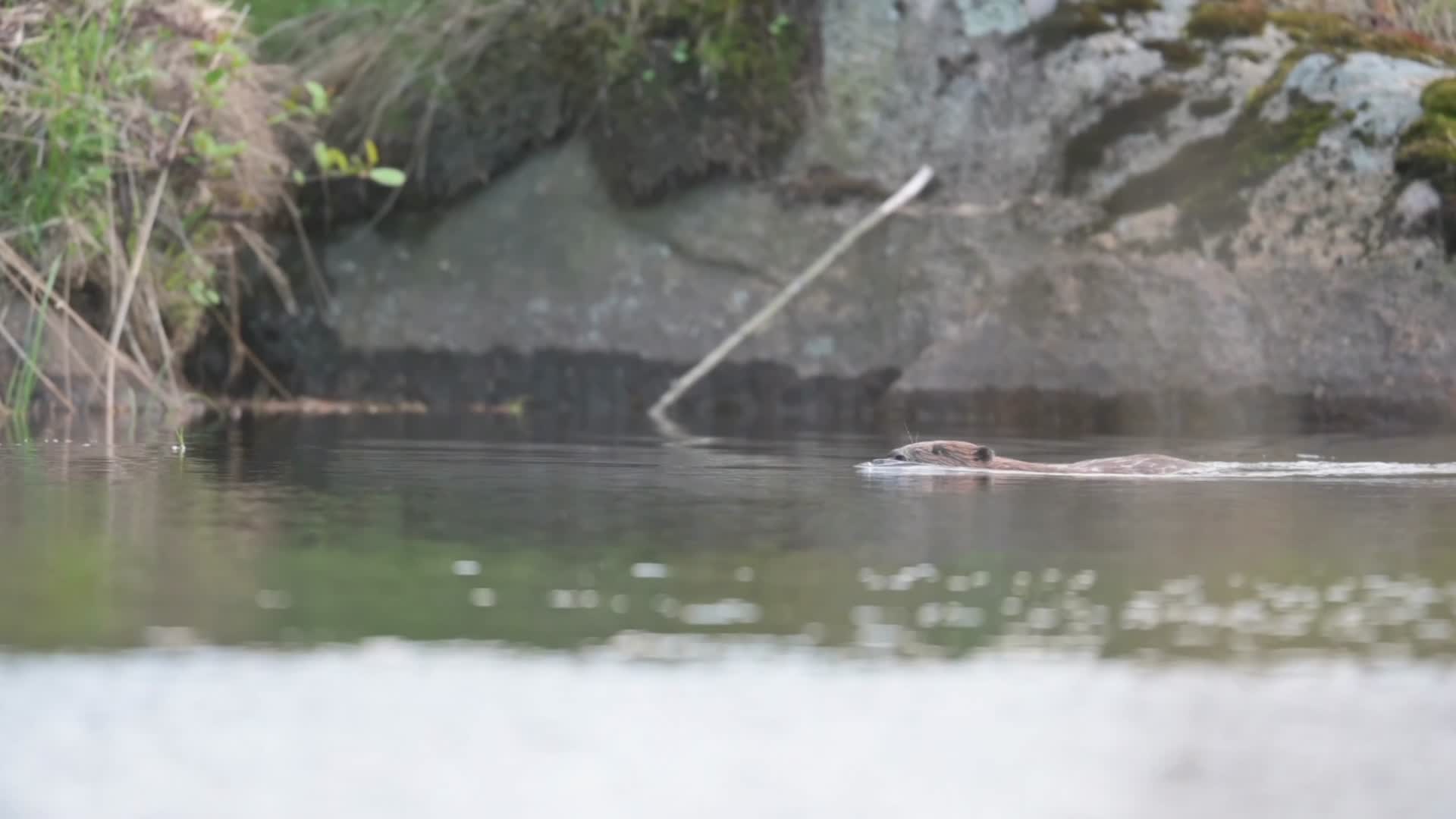 野外河边水獭游泳觅食视频的预览图
