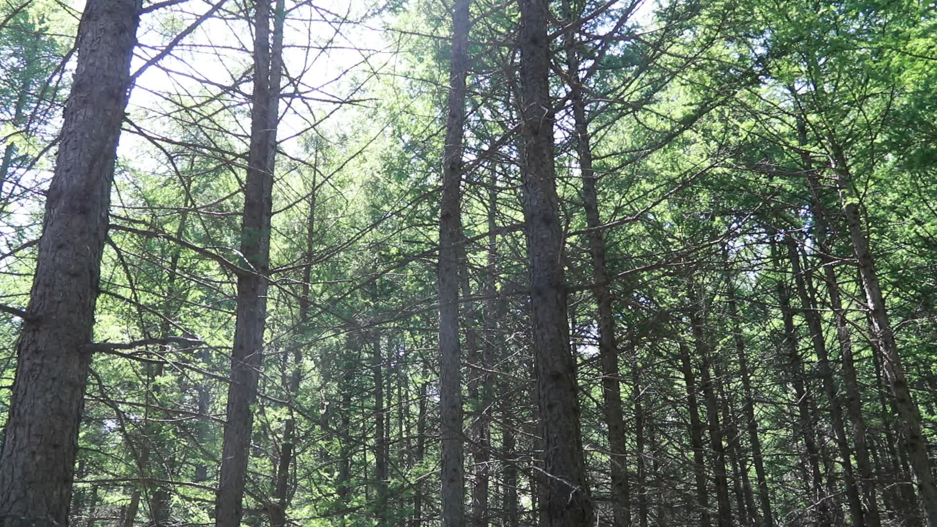 茂密的森林视频的预览图