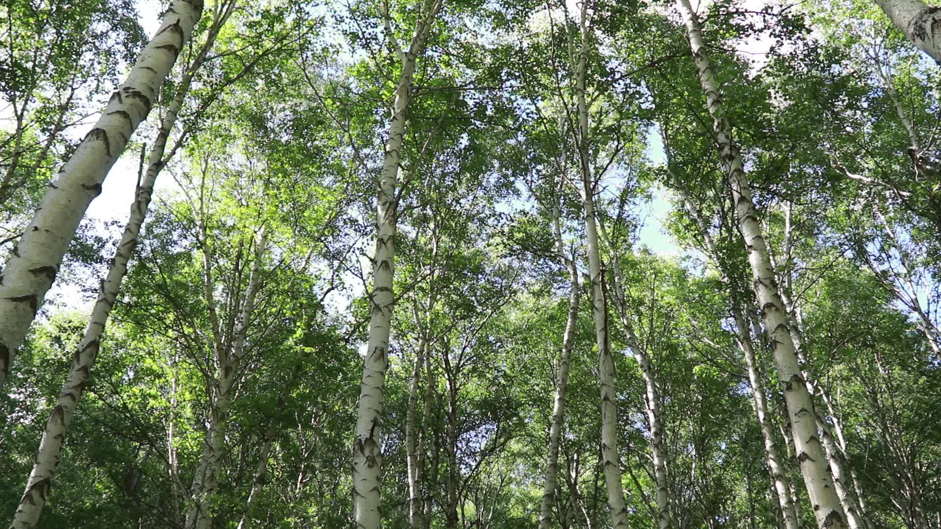 茂密的森林视频的预览图