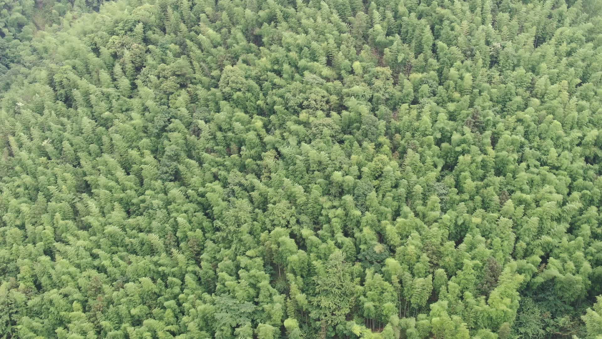 航拍绿色竹林植物树枝树叶视频的预览图
