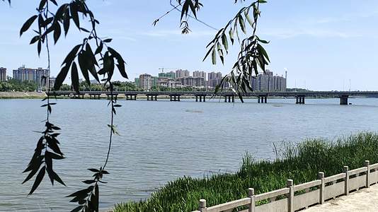 8K杨柳河畔风景视频的预览图