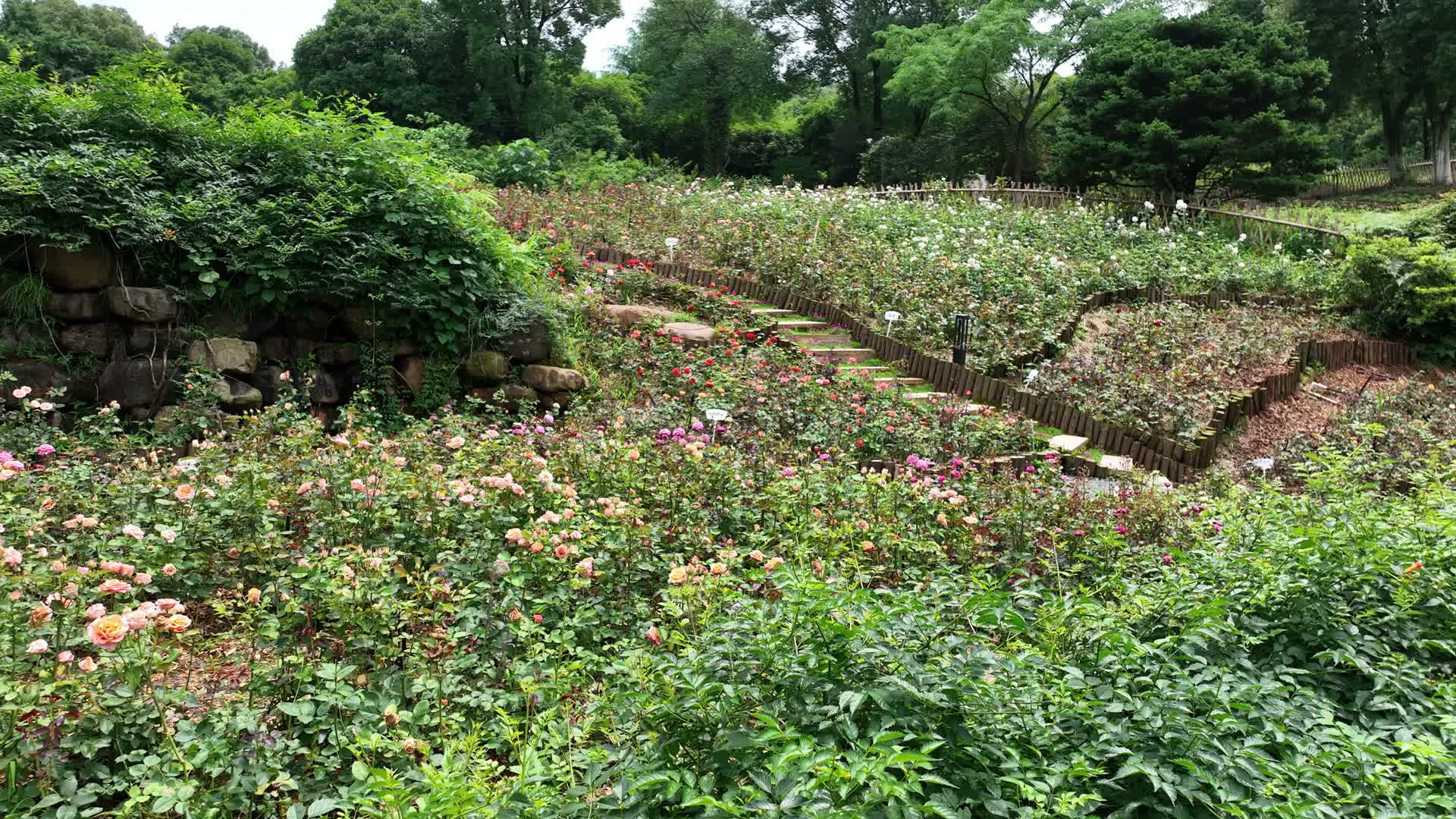 花园玫瑰花视频的预览图