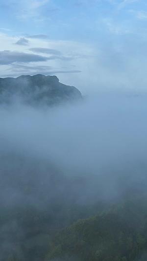 竖屏航拍贵州百里杜鹃普底景区云雾缭绕视频的预览图