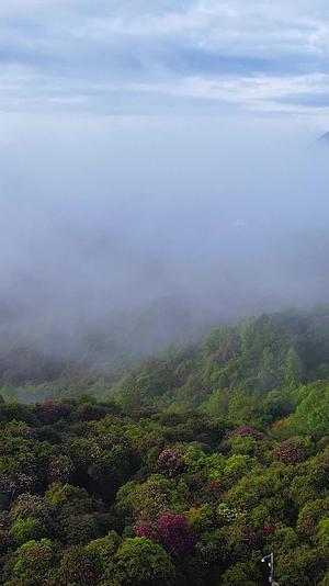 航拍贵州百里杜鹃普底景区云雾缭绕视频的预览图