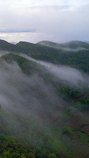 航拍贵州百里杜鹃普底景区云雾缭绕视频的预览图
