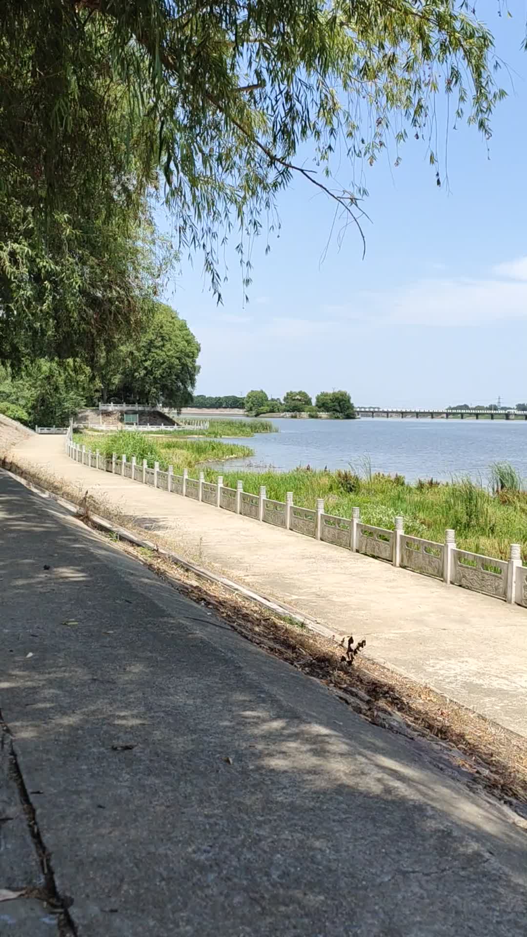 燥热夏天杨柳河畔视频的预览图