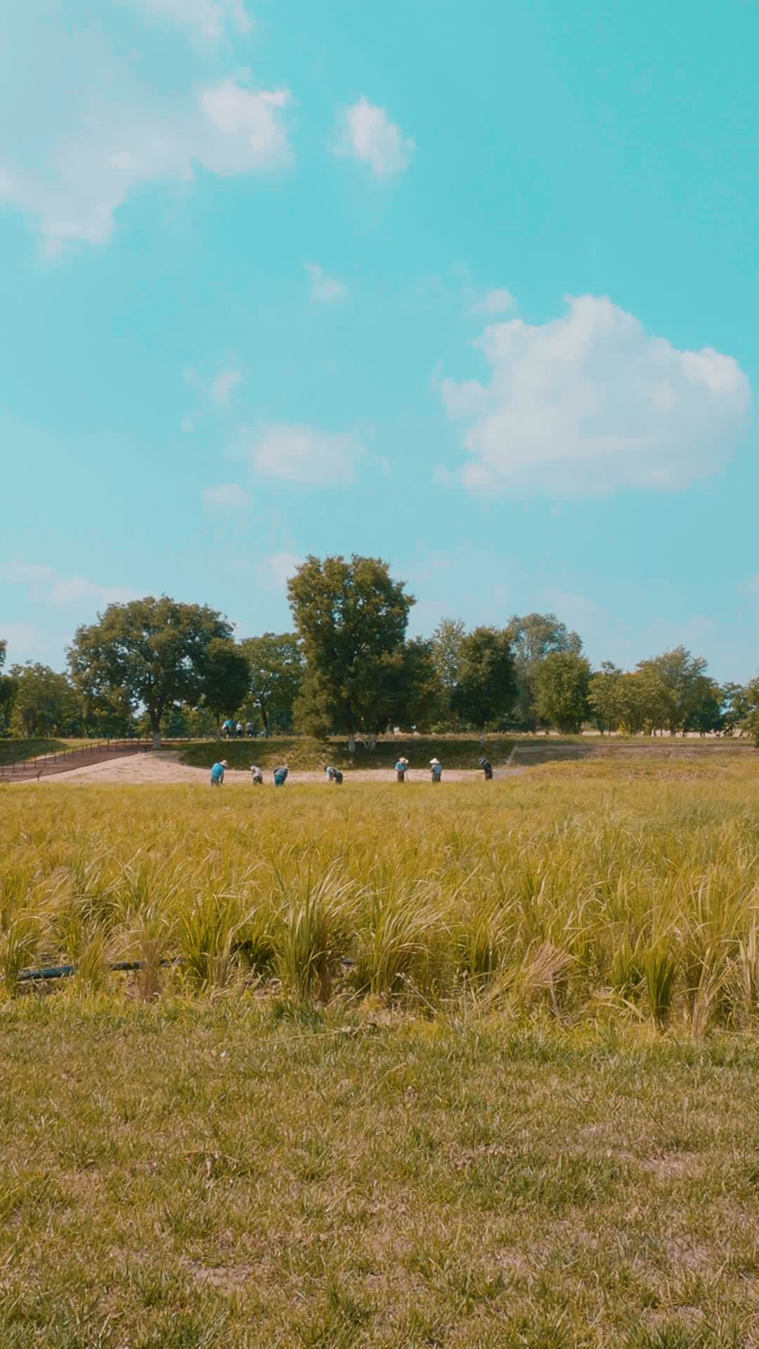 田间的农民收割场景视频的预览图