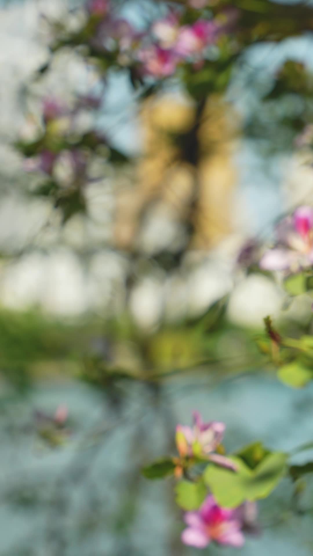竖屏航拍柳州紫荆花开满城视频的预览图