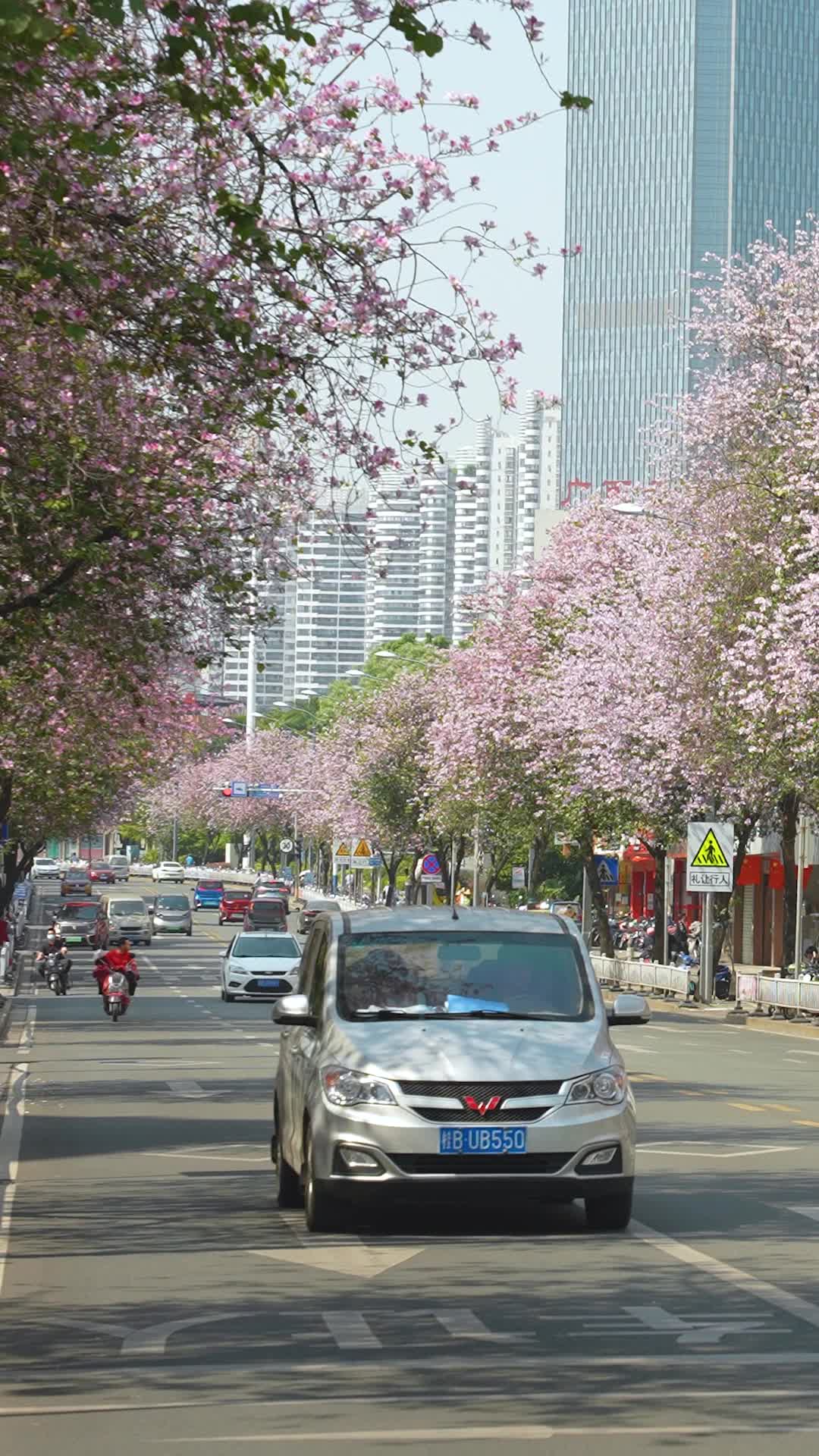 竖屏航拍柳州紫荆花开满城视频的预览图