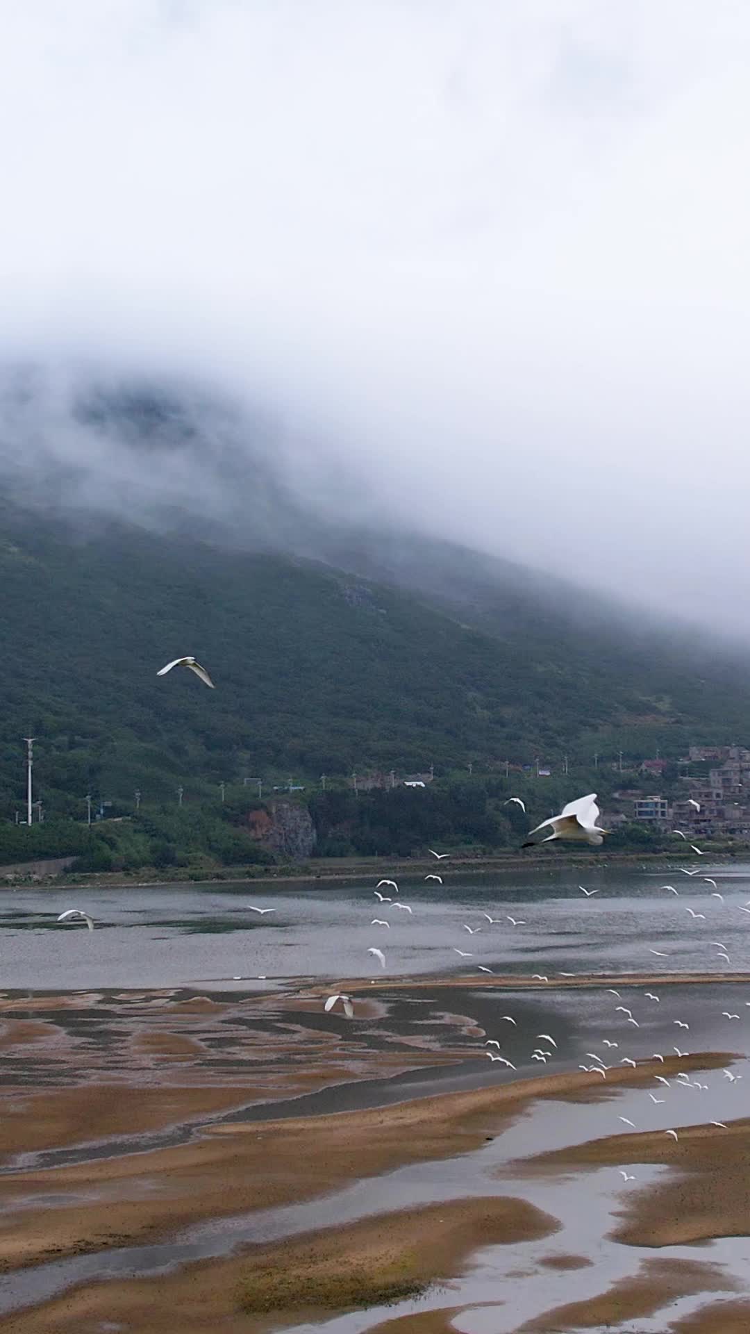 竖屏航拍海鸥盘旋视频的预览图