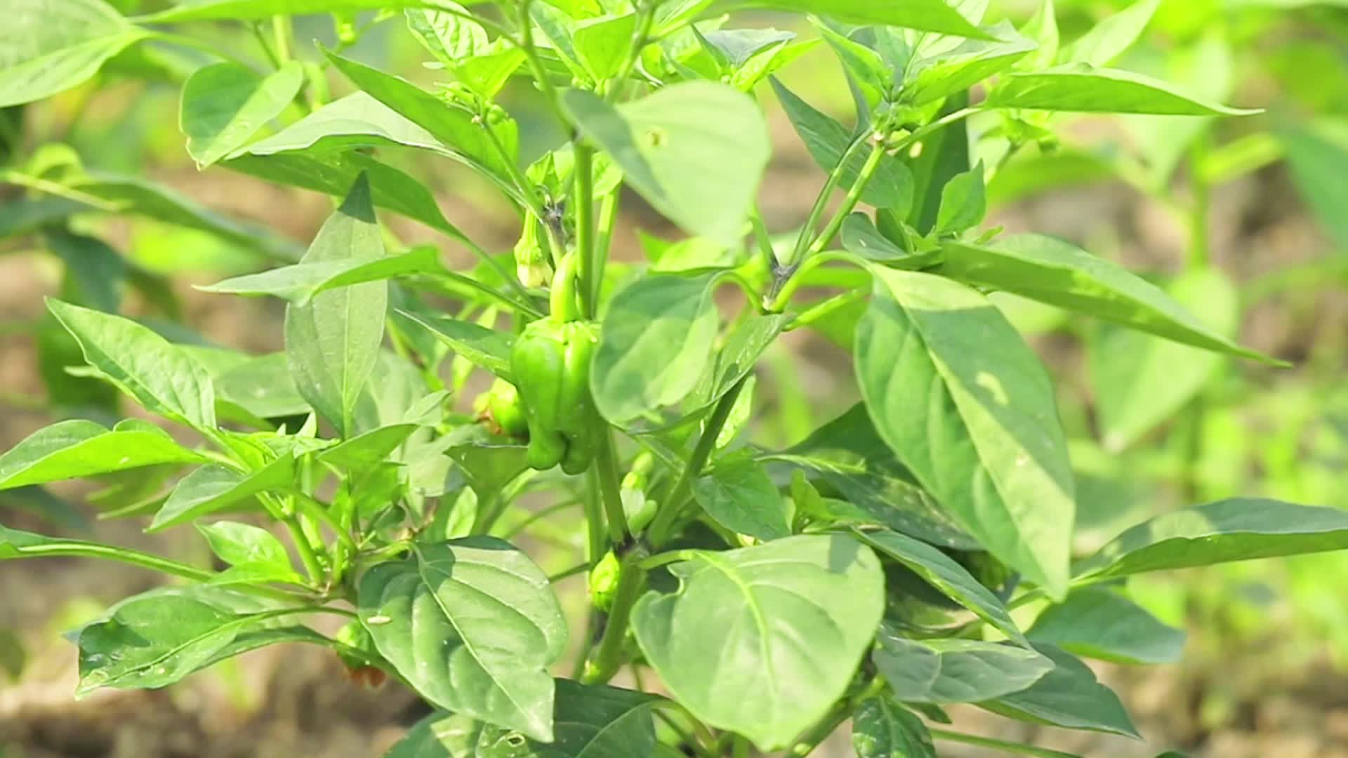 菜园辣椒生长种植拍摄视频的预览图