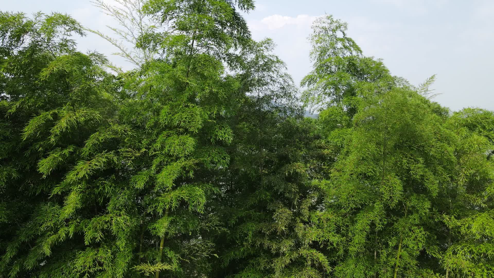 航拍植物竹林河流风光视频的预览图