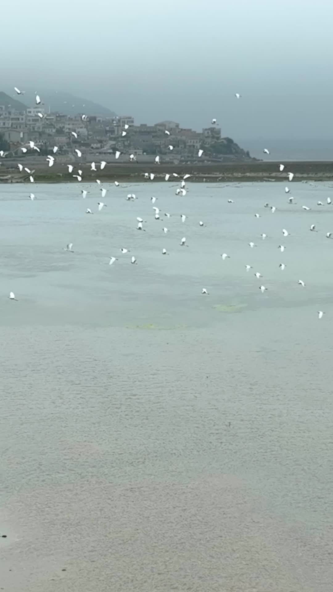 竖屏航拍海鸥群视频的预览图