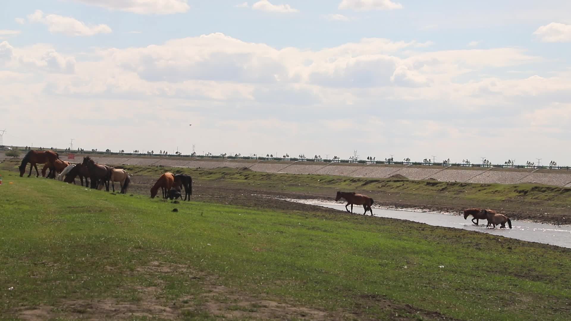 河边的马群视频的预览图