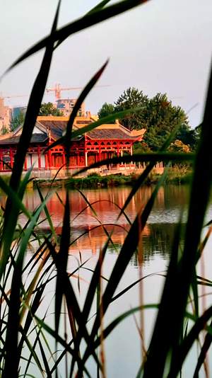 阳光明媚的湖心寺庙视频的预览图
