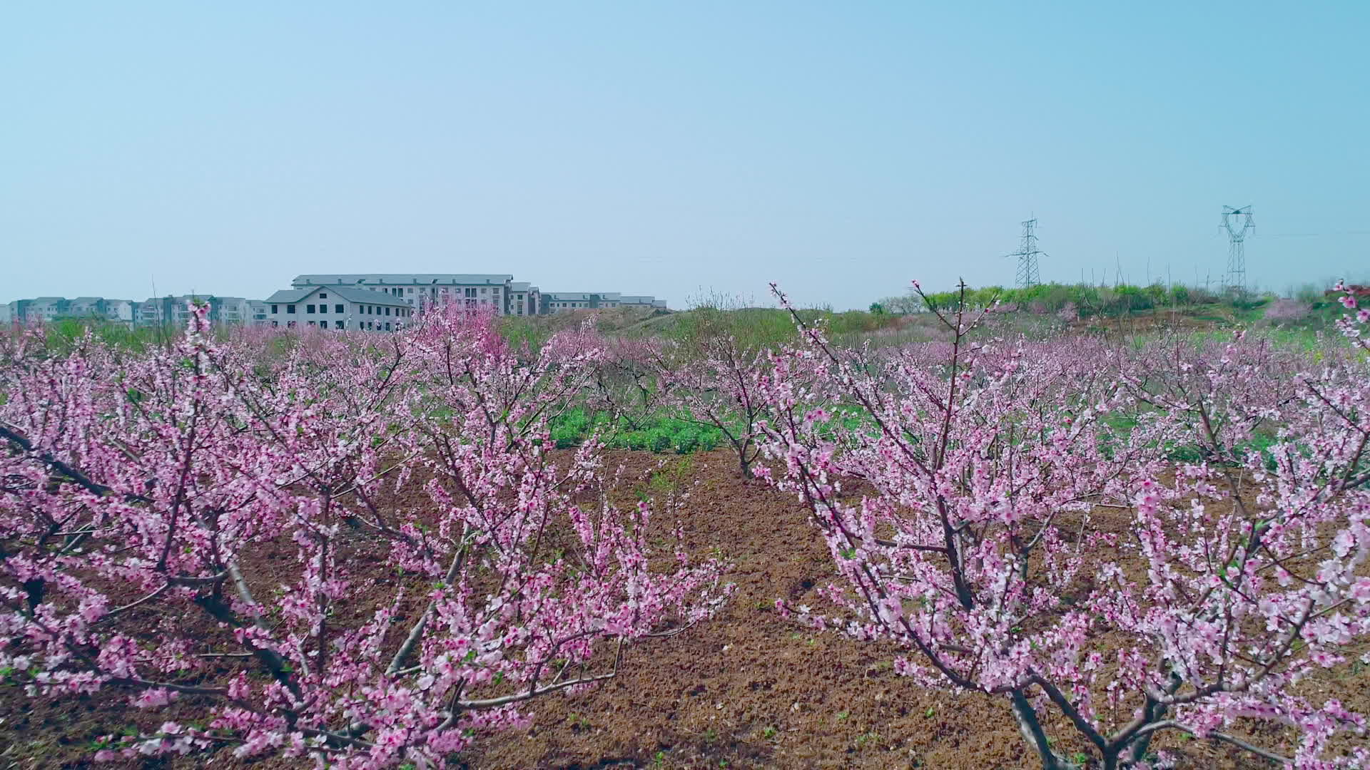 春日桃花林视频的预览图