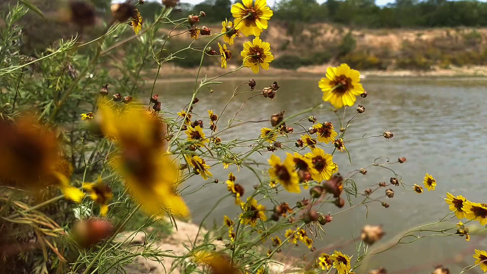 河边黄花风景视频的预览图