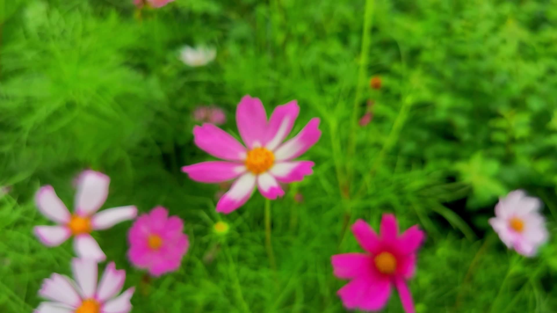 春季鲜花朵朵视频的预览图