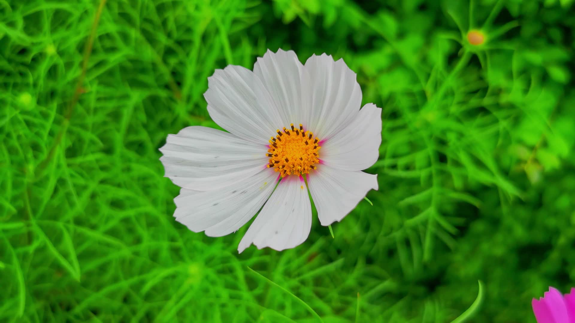 春季鲜花朵朵视频的预览图