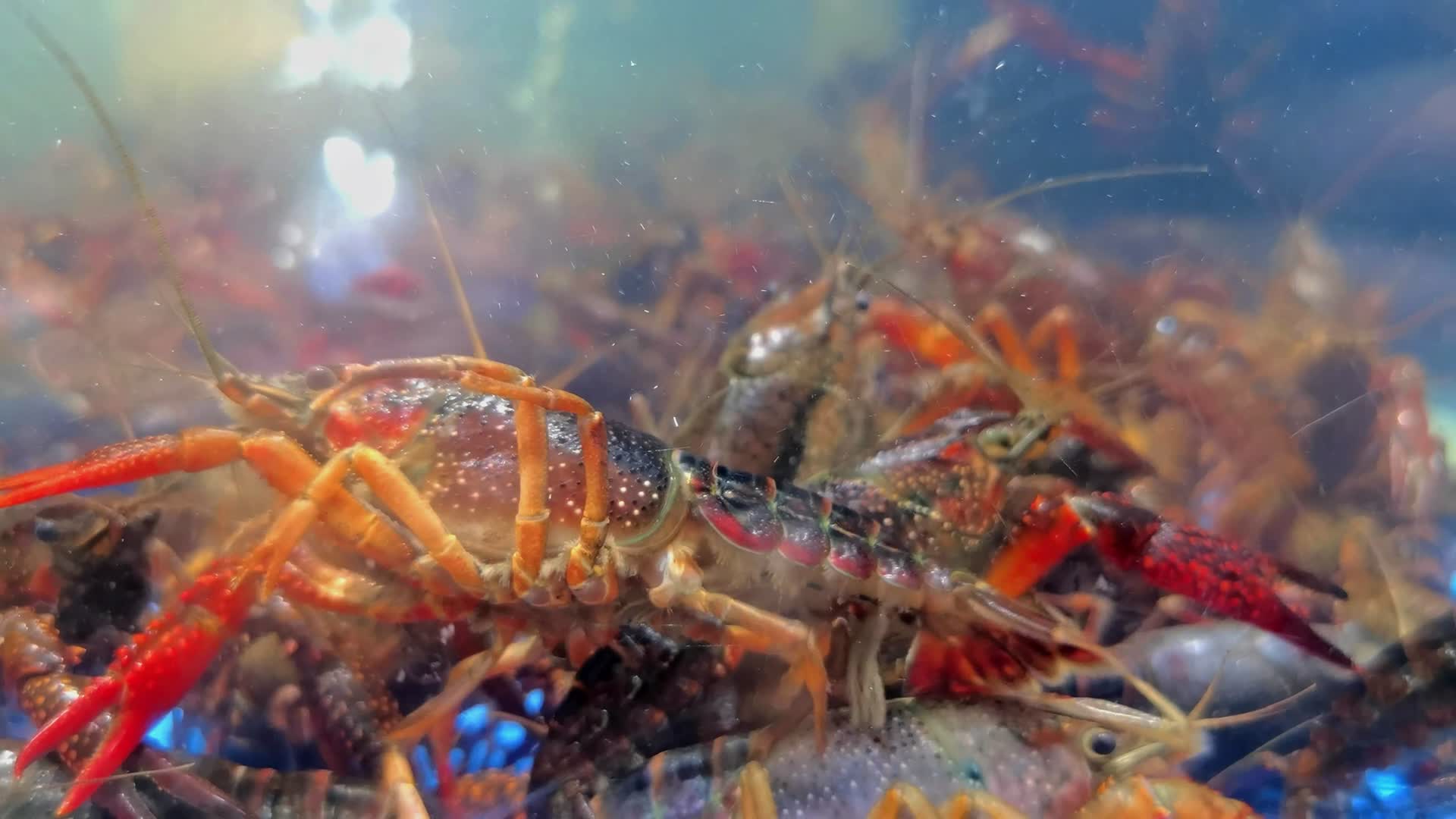美食小龙虾视频的预览图