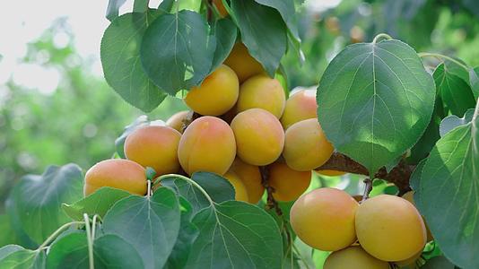 大黄杏杏园果实视频的预览图