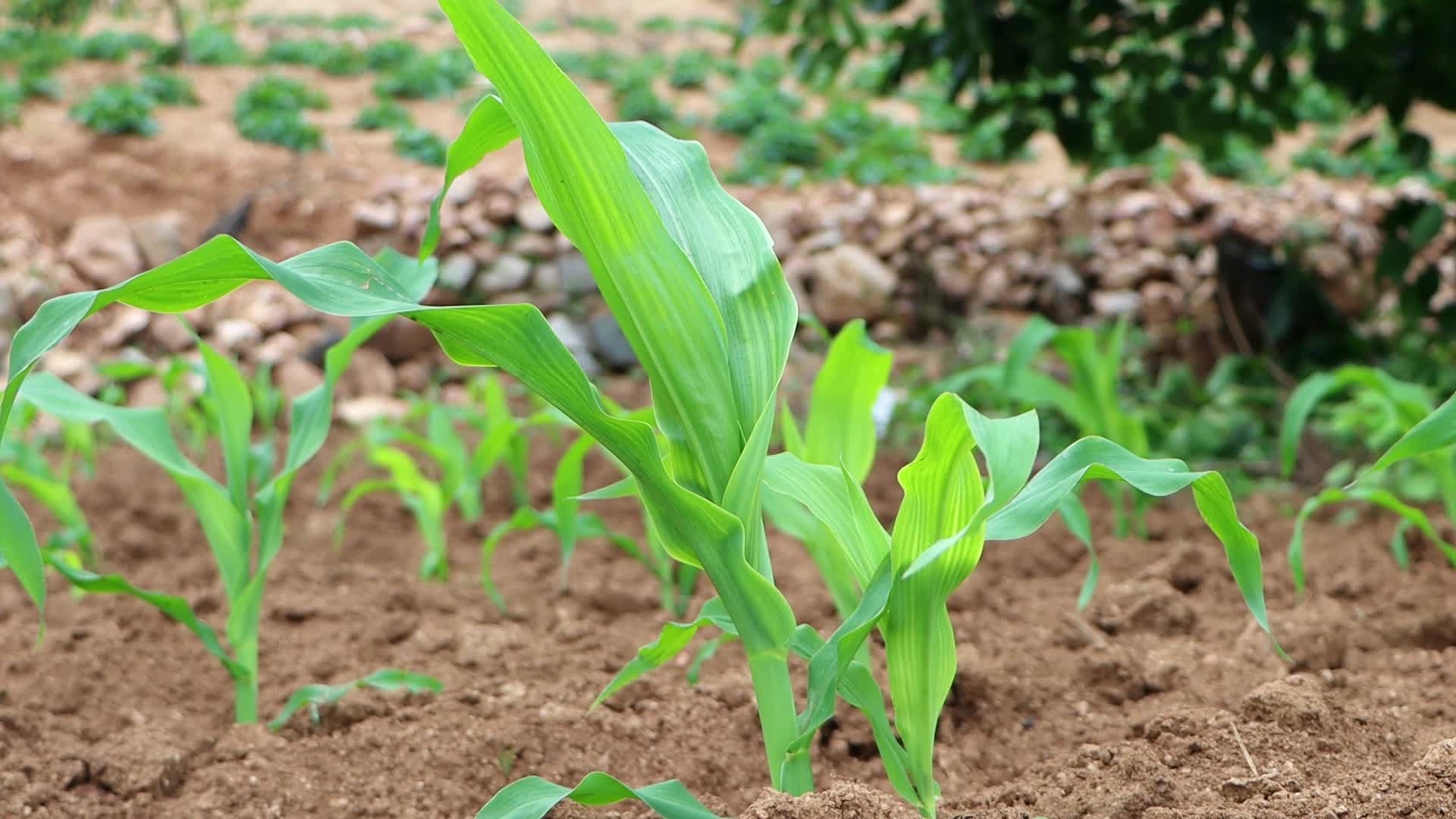 生长期玉米苞米苗实拍4K视频的预览图
