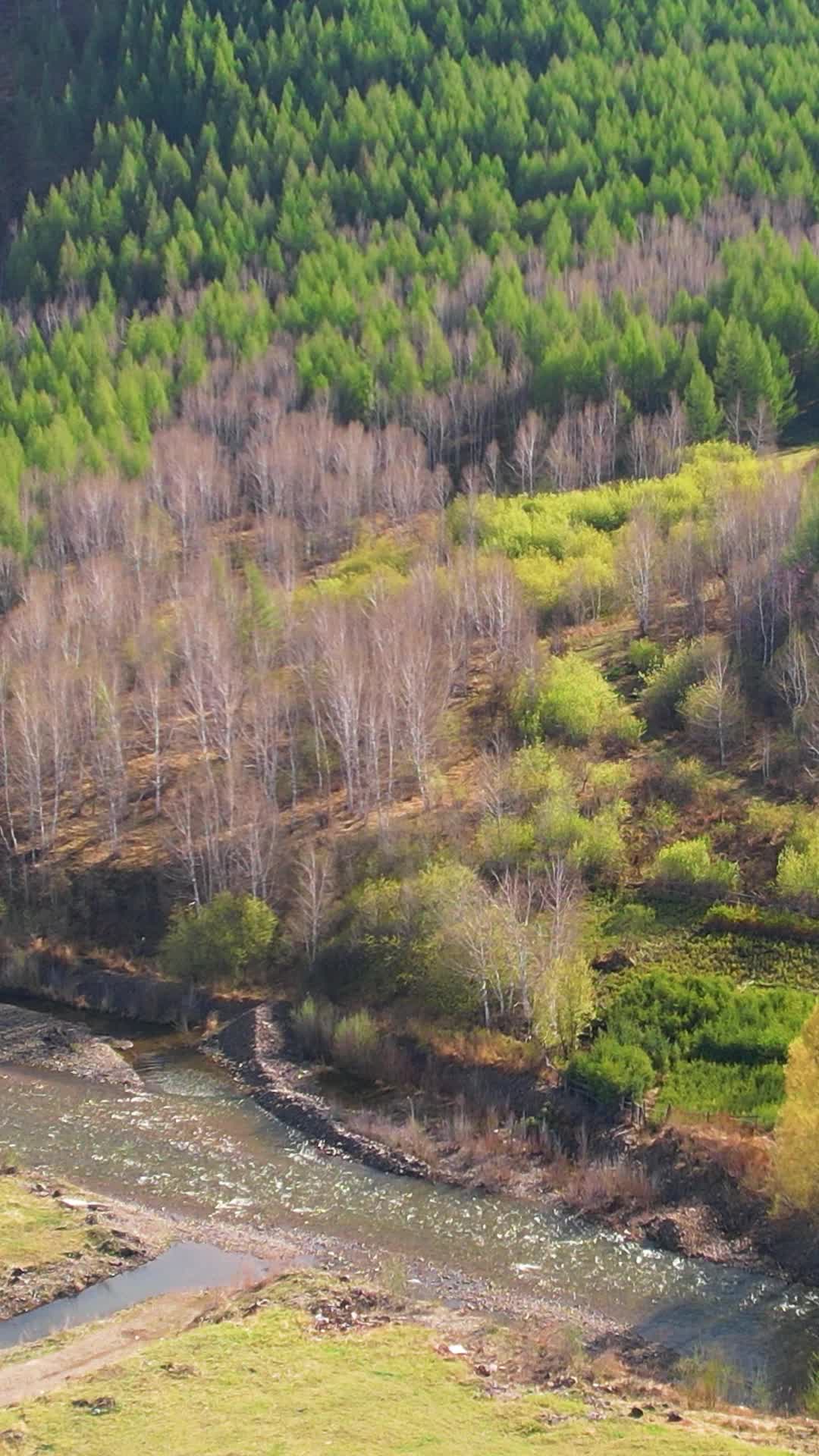竖屏航拍内蒙阿尔山国家森林公园视频的预览图