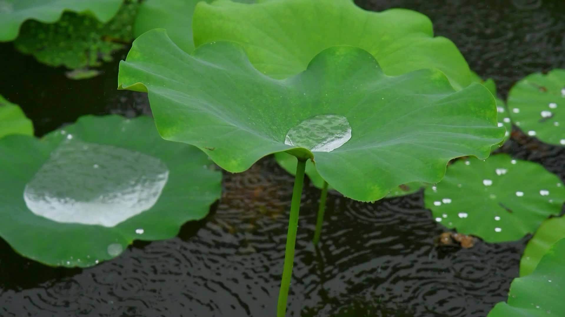 夏天荷塘荷花荷叶水珠雨滴景观视频的预览图