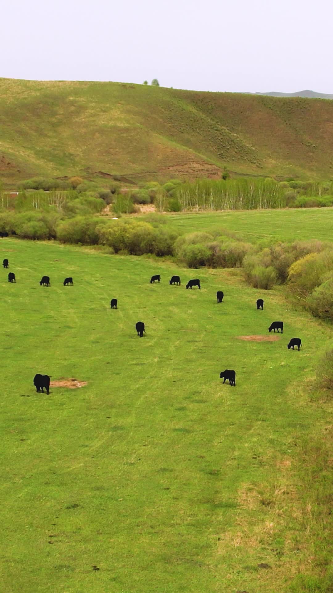 竖屏航拍内蒙阿尔山放牧视频的预览图
