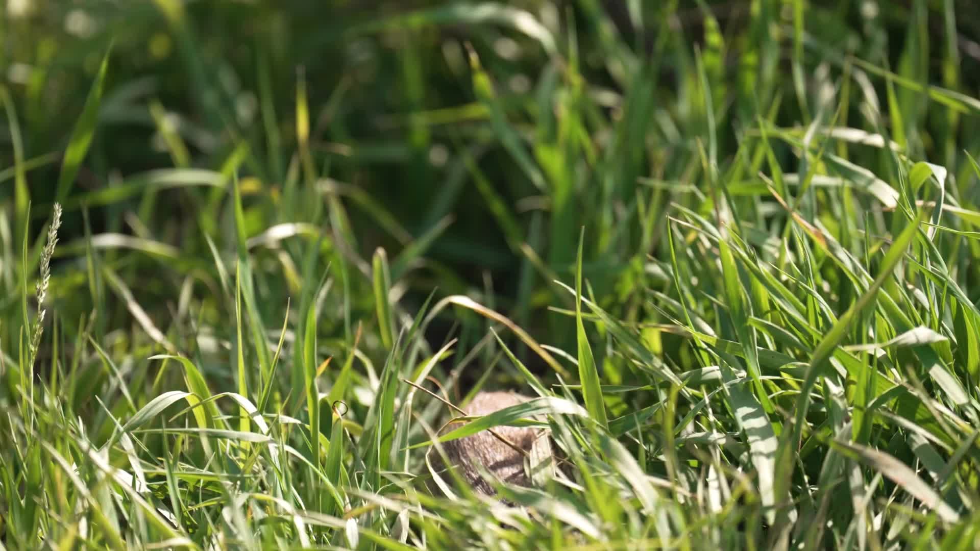 田野草丛中觅食的野生土拨鼠视频的预览图