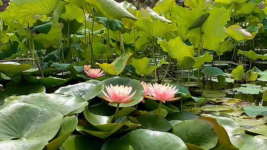 池塘盛开的水莲花视频的预览图