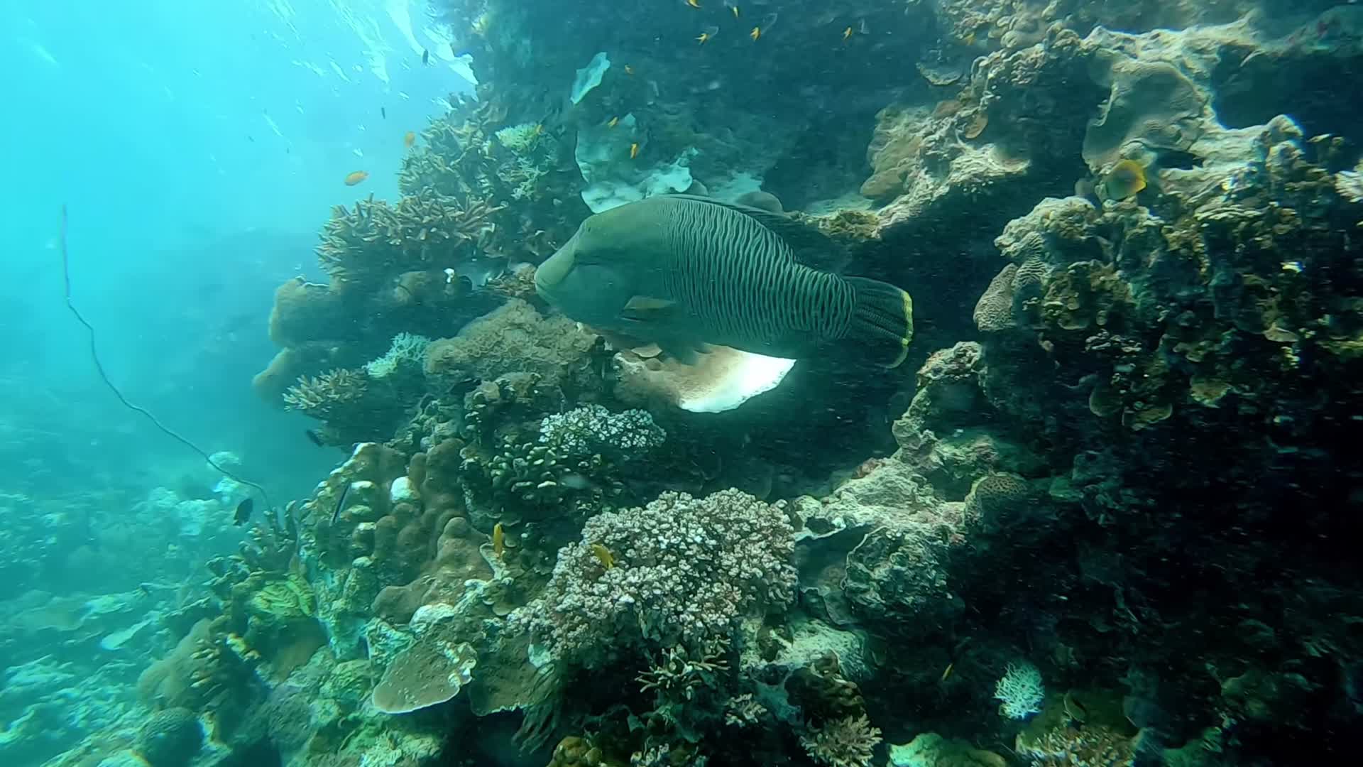 水下拍摄海洋鱼群鱼类珊瑚视频的预览图