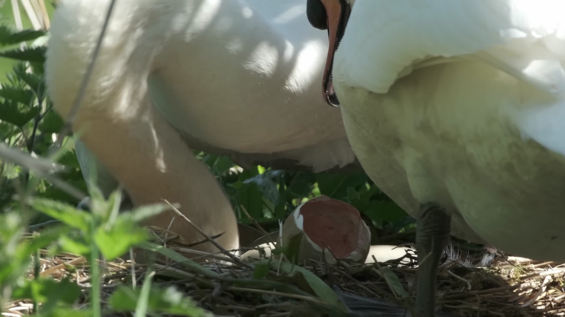 野生天鹅孵蛋破壳照顾幼崽视频的预览图