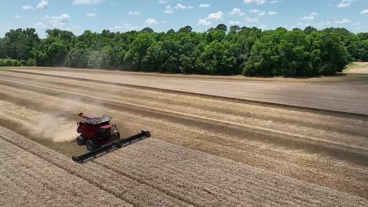现代机械化农业收割小麦丰收视频的预览图
