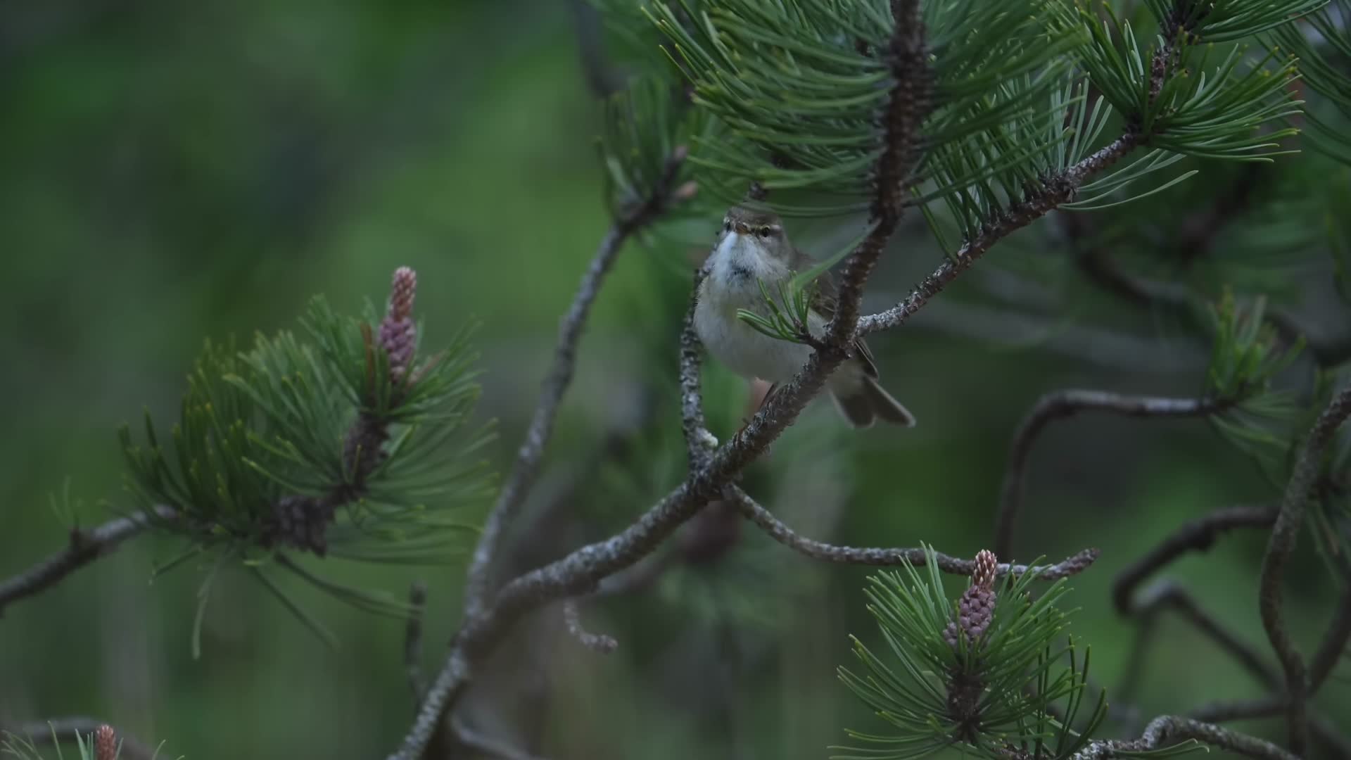 野外森林树枝上的小鸟视频的预览图