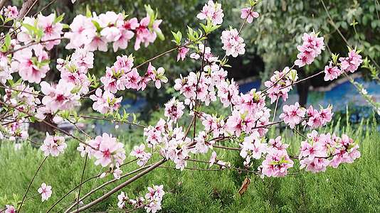 春天里盛开的桃花视频的预览图