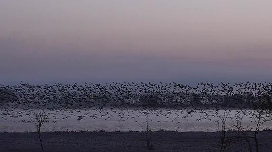 傍晚晚霞湖边成群飞鸟起飞合集视频的预览图