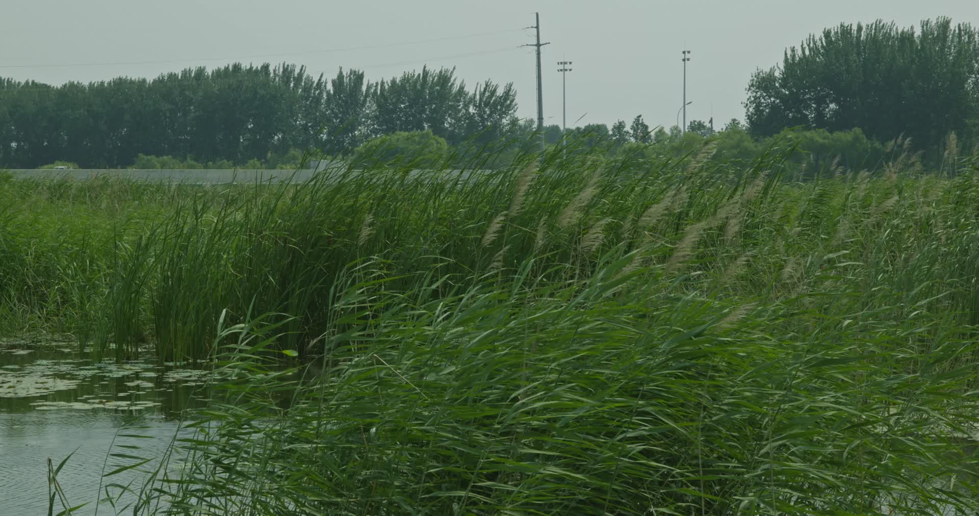 4k潍坊白浪河湿地公园芦苇夏至绿色植物视频的预览图
